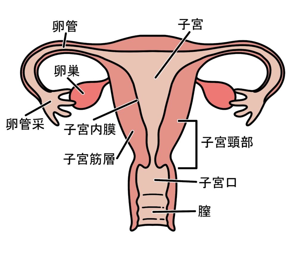 子宮と卵巣の構造
