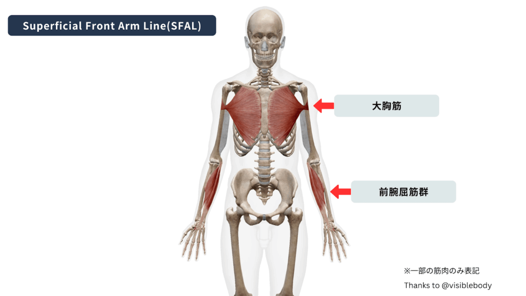 Superficial Front Arm Line(SFAL)