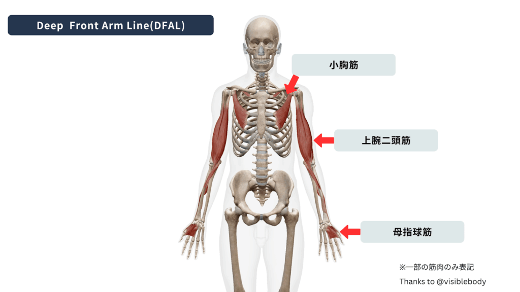 Deep Front Arm Line(DFAL)