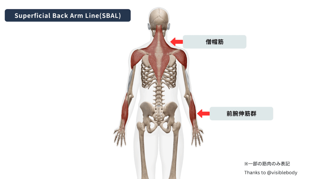 Superficial Back Arm Line(SBAL)