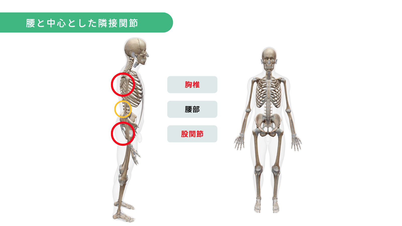 【オフィスdeストレッチ】ハムストリングスの硬さが腰痛リスクを高める理由を解説！改善ストレッチも紹介！